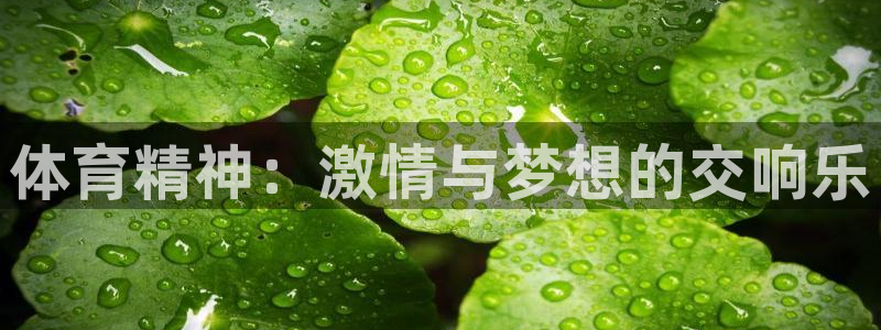体育精神：激情与梦想的交响乐